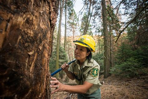 Forest Service Volunteer Jobs